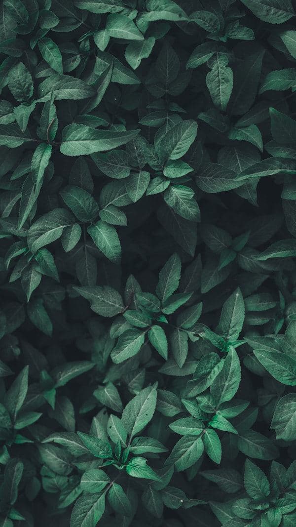 Tropical botanical leaves