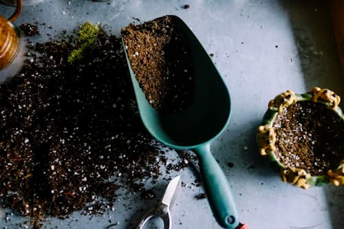 Young plant growing from soil — symbol of new growth